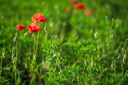 Foto de Floración en los campos de lentejas en Castelluccio di Norcia - Imagen libre de derechos