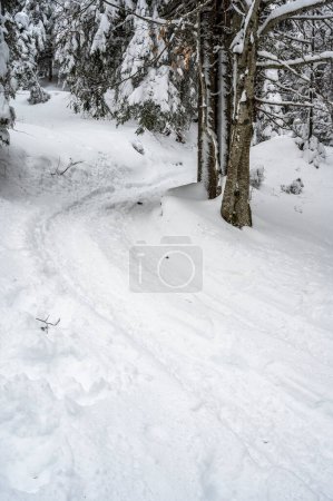 Téléchargez les photos : Hiver à Sauris di Sotto. Magie de la neige en Italie - en image libre de droit
