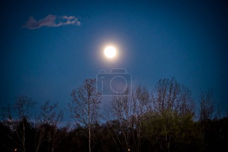 Téléchargez les photos : Le ciel clair et étoilé au-dessus des bois de Sauris, Italie - en image libre de droit