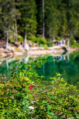 Téléchargez les photos : Dolomites. Lac des Braies et bateaux. Couleurs émeraudes sur l'eau. - en image libre de droit