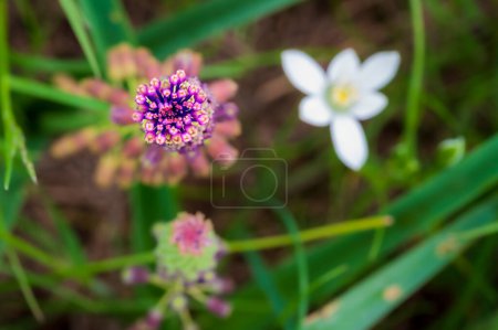 Photo for Scenic shot of beautiful field flowers - Royalty Free Image