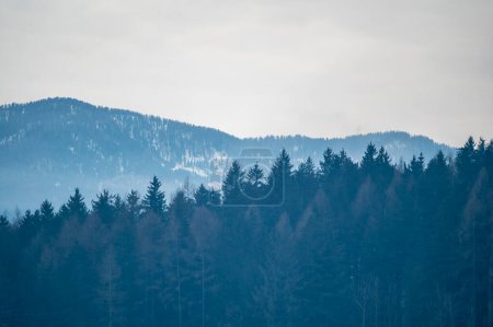 Photo for Scenic shot of pine forest of Bruneck, South Tyrol, Italy - Royalty Free Image