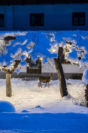 Foto de Hermoso paisaje nevado de Traviso, Italia - Imagen libre de derechos
