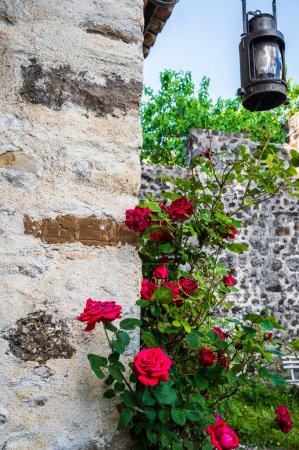 Téléchargez les photos : Un plan vertical d'un beau mur de roses et de pierre - en image libre de droit