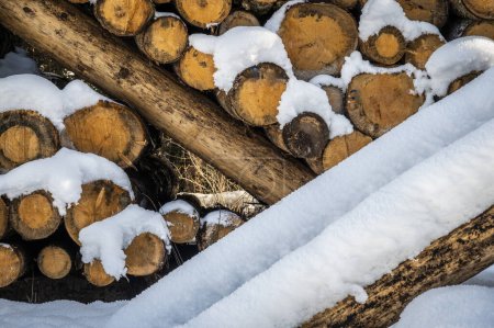 Foto de Troncos de madera cubiertos de nieve - Imagen libre de derechos
