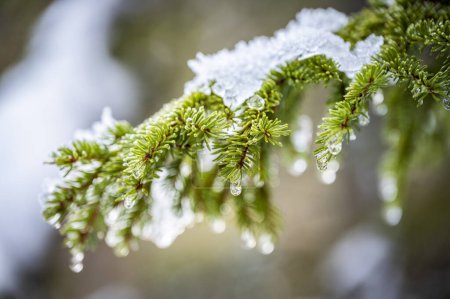 Téléchargez les photos : Branche de pin dans la neige - en image libre de droit