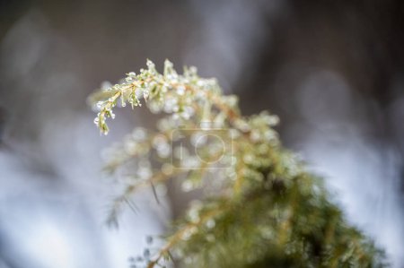 Téléchargez les photos : Branche de pin dans la neige - en image libre de droit