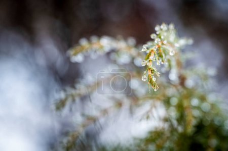 Foto de Rama de pino en la nieve - Imagen libre de derechos
