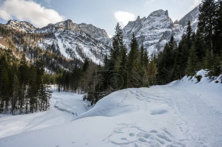 Téléchargez les photos : Tarvisio. Vallée du Riofreddo en hiver. Au pied des Alpes juliennes - en image libre de droit