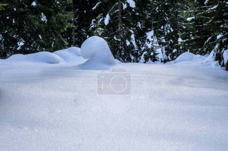 Riofreddo Valley. Magic of the snowy landscape in the Tarvisio area