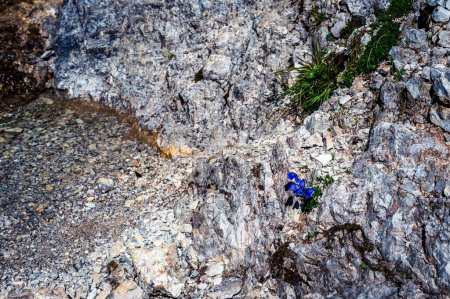 Bergblumen am Sappada-See in Alba