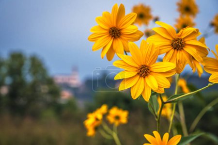 Photo for Bright yellow flowers in the garden - Royalty Free Image
