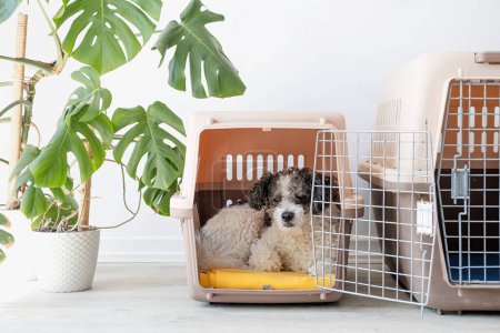 Foto de Caja de transporte para animales. Lindo perro bichon frise acostado en portador de mascotas de viaje, fondo de pared blanco, espacio de copia - Imagen libre de derechos