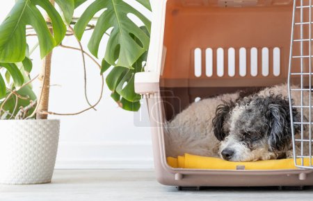 Transportbox für Tiere. Niedlicher bichon frise Hund schläft in Reisekoffer, weißer Wandhintergrund, Kopierraum