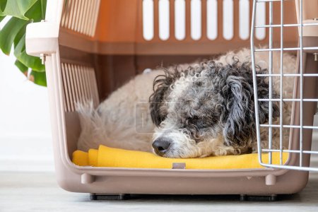 Foto de Caja de transporte para animales. Lindo perro bichon frise durmiendo en portador de mascotas de viaje, fondo de pared blanco, espacio de copia - Imagen libre de derechos
