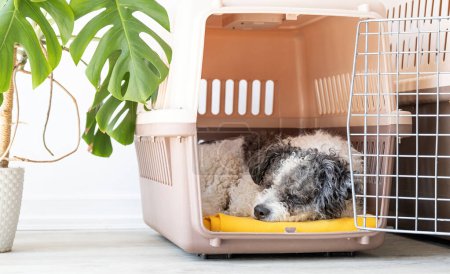 Foto de Caja de transporte para animales. Lindo perro bichon frise durmiendo en portador de mascotas de viaje, fondo de pared blanco, espacio de copia - Imagen libre de derechos