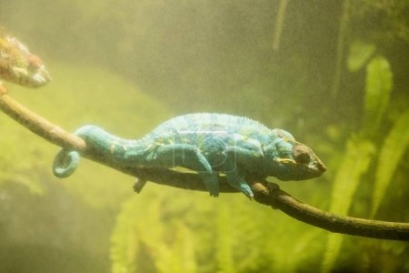 Foto de Lagarto Pantera camaleón en ambiente artificial con alta humedad, naturaleza - Imagen libre de derechos