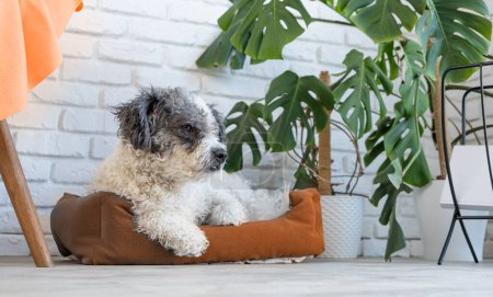 Foto de Color del año 2024: Melocotón Fuzz. lindo perro acostado en la cama de mascotas en acogedor salón de luz interior, plantas monstera y muebles alrededor - Imagen libre de derechos