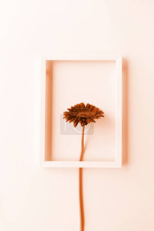 Foto de Color del año 2024: Melocotón Fuzz. Concepto mínimo. flor de gerberas en un marco blanco - Imagen libre de derechos