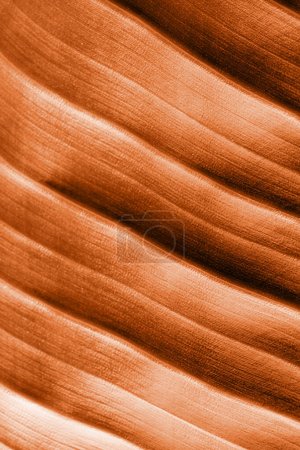 Foto de Color del año 2024: Melocotón Fuzz. Strelitzia textura de la hoja con líneas, fondo natural, macro imagen de primer plano - Imagen libre de derechos