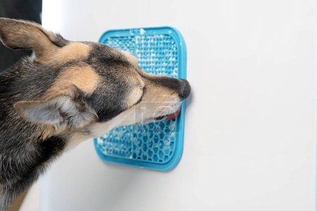 Téléchargez les photos : Chien mignon à l'aide d'un tapis de lécher attaché au réfrigérateur pour manger lentement. Tapis de collation, tapis de léchage pour chats et chiens - en image libre de droit