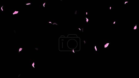 Pink Petals Falling on Black Background