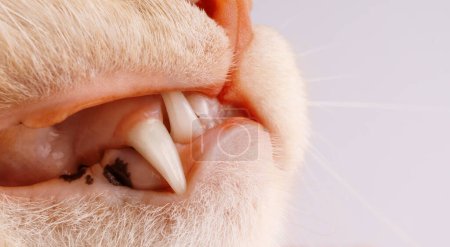 Foto de Macro disparo gatos colmillo en la boca - Imagen libre de derechos