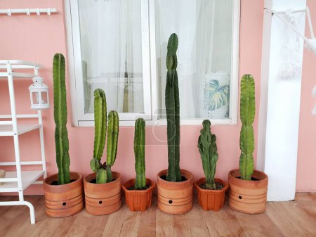 Fila de cactus de manzana peruana (Cereus peruvianus) plantas sobre fondo de pared rosa. Popular planta de decoración para el hogar para el área de interior o porche. También se llama como columnar, columna, cactus de cobertura, o kaktus koboi.