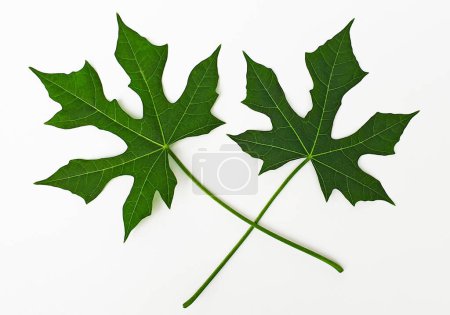 Papaya Leaf isolated on white background with clipping path. Nature organic big green leaves. Close up view.