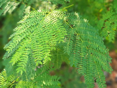 Mimosa Pudica known as sensitive plant, sleepy plant, action plant, touch-me-not, or shame plant. The compound leaves fold inward and droop when touched. Also called as Putri Malu in Indonesia.