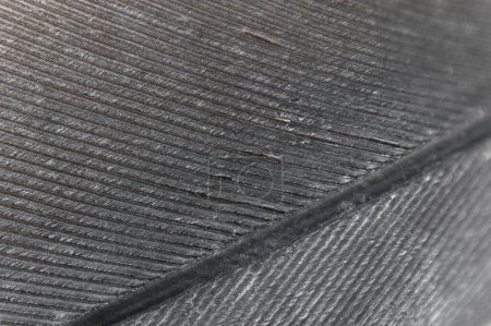 Téléchargez les photos : Image-filling macro shot of a part of the feather of a gray parrot. High magnification - en image libre de droit