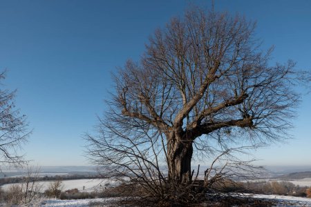 Photo for Old, bare lime tree on a hill in front of a snow-covered valley. Leinethal taken from the Schweineberg in Eddigehausen near Goettingen, germany - Royalty Free Image