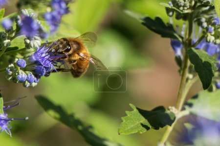 Téléchargez les photos : Abeille à miel sur une fleur de spirée bleue, prise dans le jardin avec un fond flou - en image libre de droit