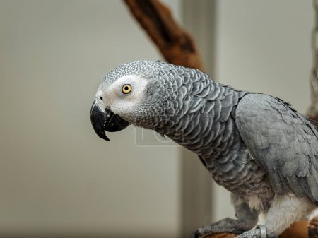 Téléchargez les photos : Portrait complet d'un perroquet gris assis sur une branche - en image libre de droit