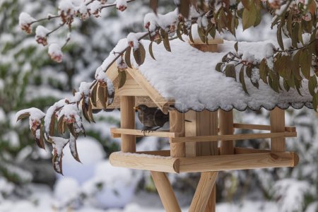 Foto de Un mirlo (Turdus meruila) mira desde un comedero cubierto de nieve. Enmarcado por ramas cubiertas de nieve de una bola de nieve de invierno, con follaje y flores. - Imagen libre de derechos