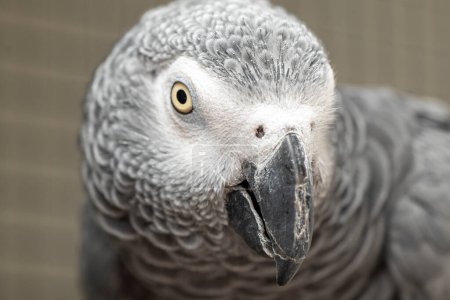 Téléchargez les photos : Portrait de tête de perroquet gris - en image libre de droit