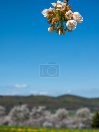 Close-up of a branch with cherry blossoms in front of a blurred landscape with cherry trees and blue sky