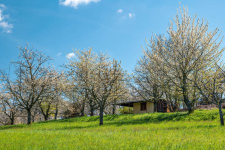 Kirschgarten mit Kirschblütenhütte