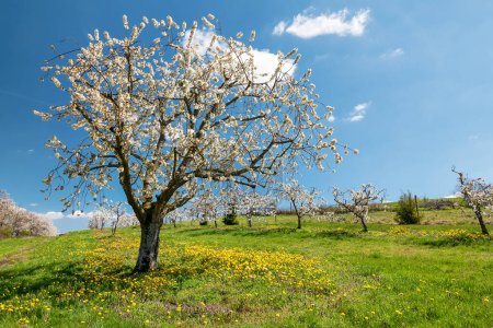 Kirschbaum eines Kirschbaumgartens mit wilder Wiese und blauem Himmel