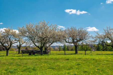 Vieux verger de cerisiers pendant la saison des fleurs de cerisiers avec chariot de récolte