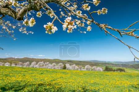 Nahaufnahme eines blühenden Kirschbaumzweiges mit blühenden Kirschbäumen, Löwenzahnwiese und blauem Himmel im Hintergrund
