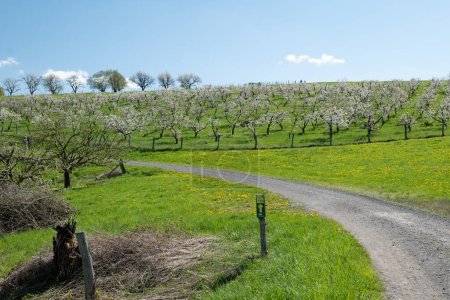 Ein Schotterweg führt an einer niedrigen, blühenden Kirschbaumplantage vorbei.