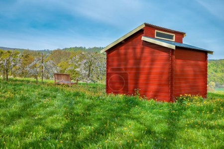 rote Holzhütte in einem niedrig stehenden, blühenden Kirschgarten