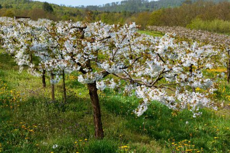 Nahaufnahme eines niedrig stehenden, blühenden Kirschbaums auf einer wilden Wiese in einem Kirschgarten