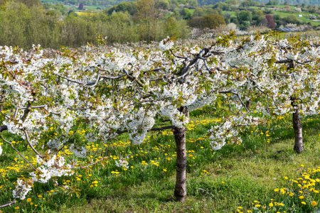 Nahaufnahme eines niedrig stehenden, blühenden Kirschbaums auf einer wilden Wiese in einem Kirschgarten