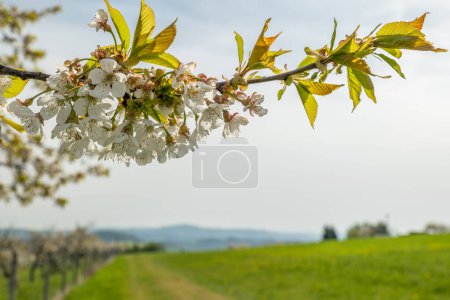 blossoming cherry tree branch in front of blurred, vivid landscape