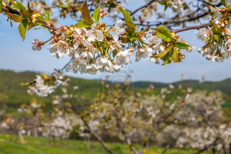 blossoming cherry tree branch in front of blurred, vivid landscape