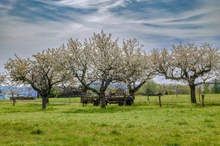 Vieux cerisiers en fleurs dans une prairie avec un chariot de récolte