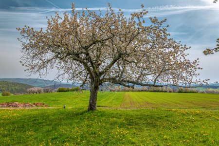 cerisier unique en fleurs sur un pré de pissenlit, avec un vaste paysage avec un verger de cerisiers en arrière-plan