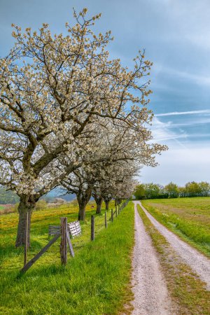 Feldweg führt vorbei an blühenden Kirschbäumen, Weidezaun und Löwenzahnwiese